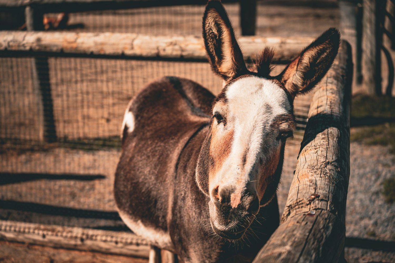 A curious brown and white donkey leaning over a wooden fence in an enclosure.