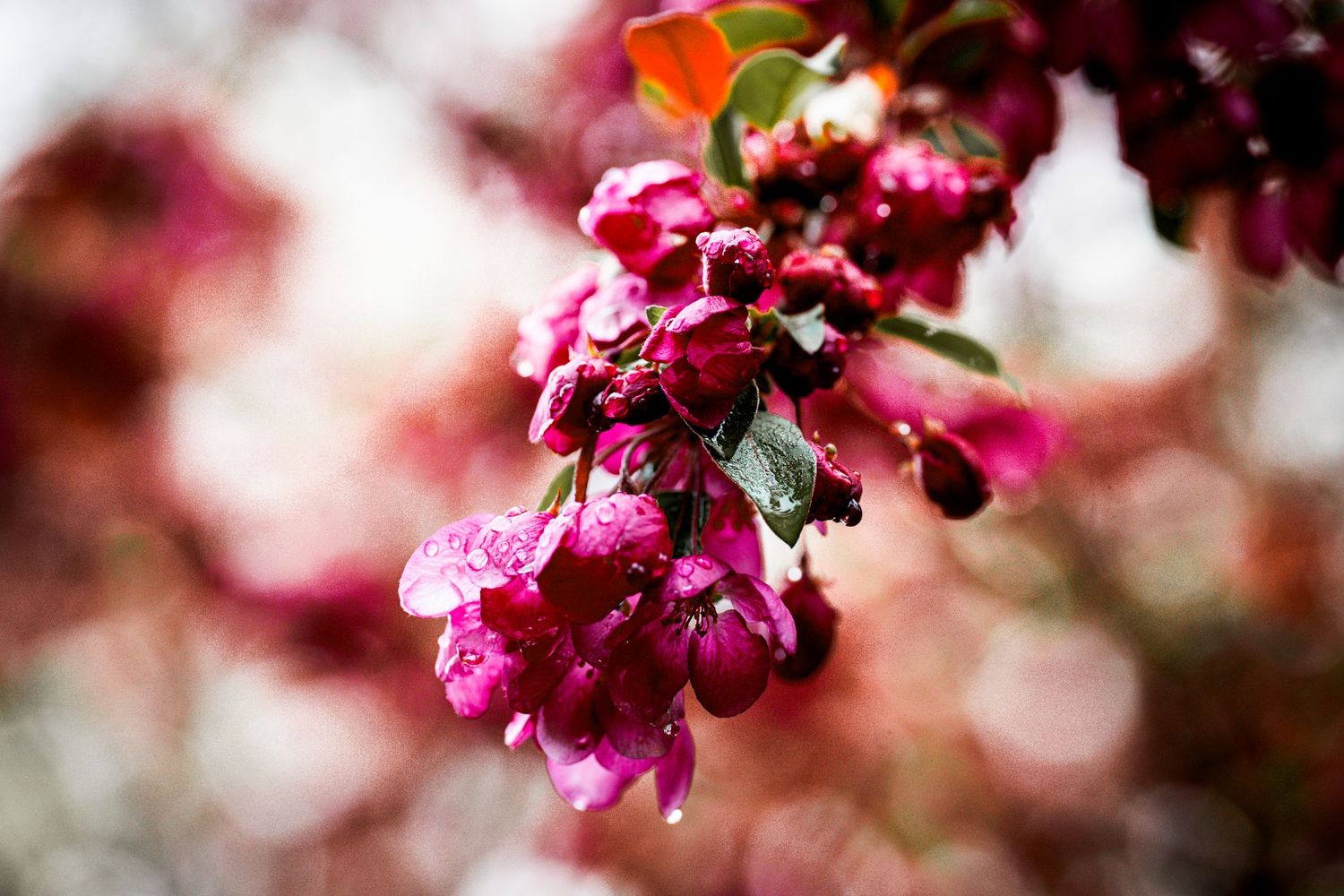 Close-up of bright pink cherry blossom flowers with water droplets on a tree branch.