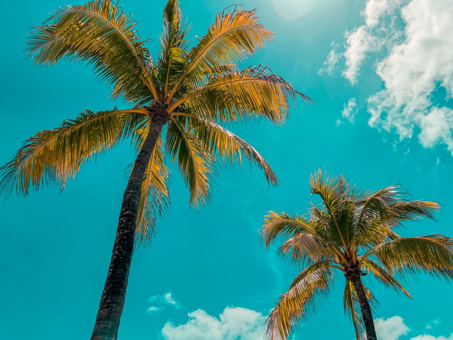 Low angle view of two tropical palm trees against a vibrant turquoise blue sky with clouds.