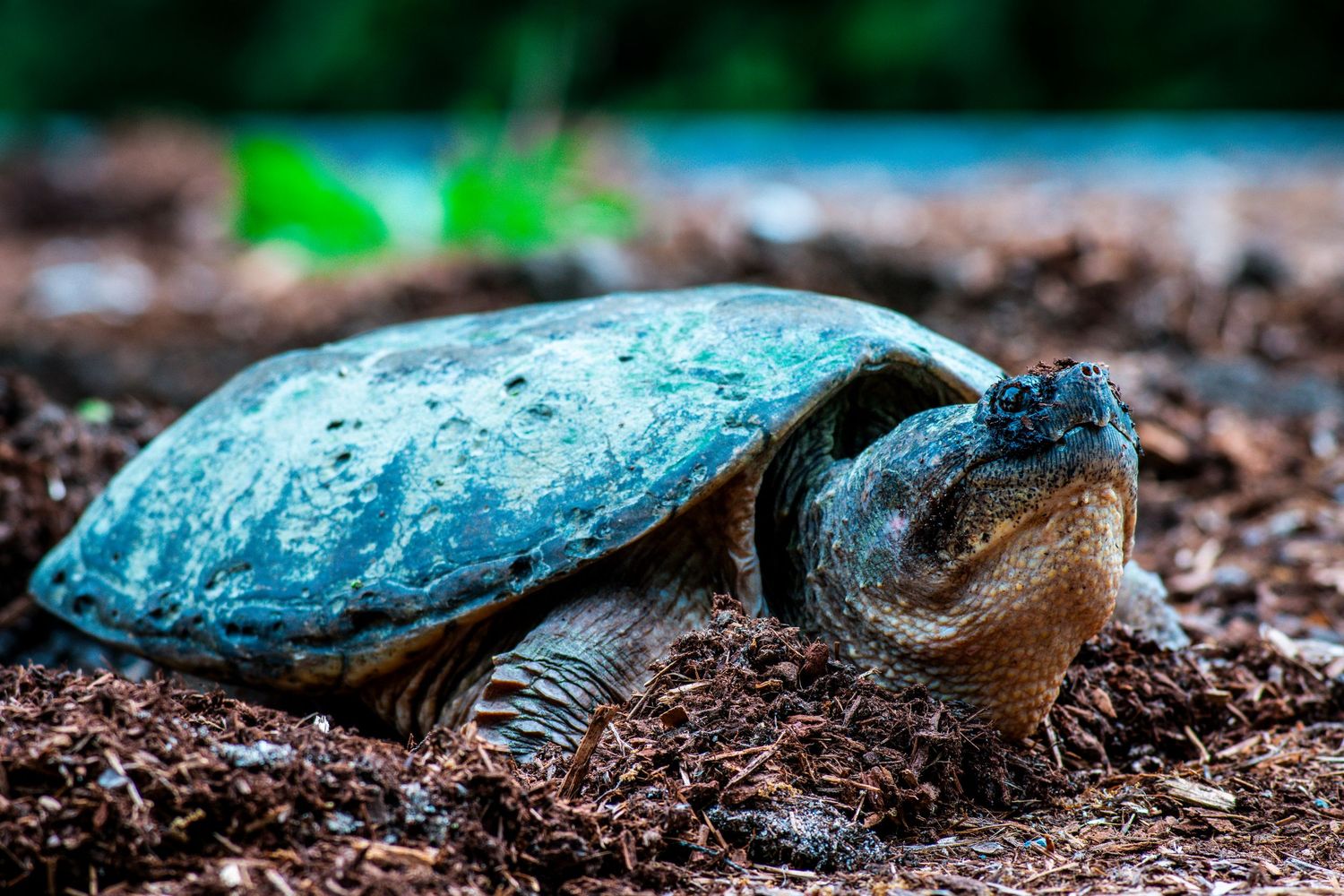A snapping turtle crawls across dark mulch in a garden, showing its textured shell and extended neck.