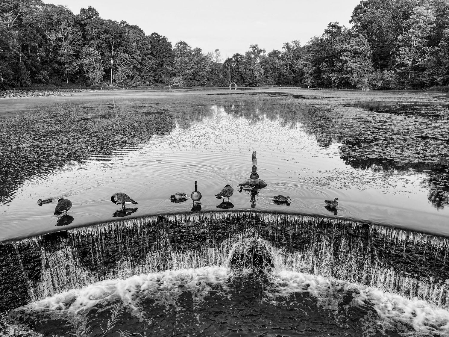 Black and white photo of geese resting on a tranquil pond spillway surrounded by lush trees.