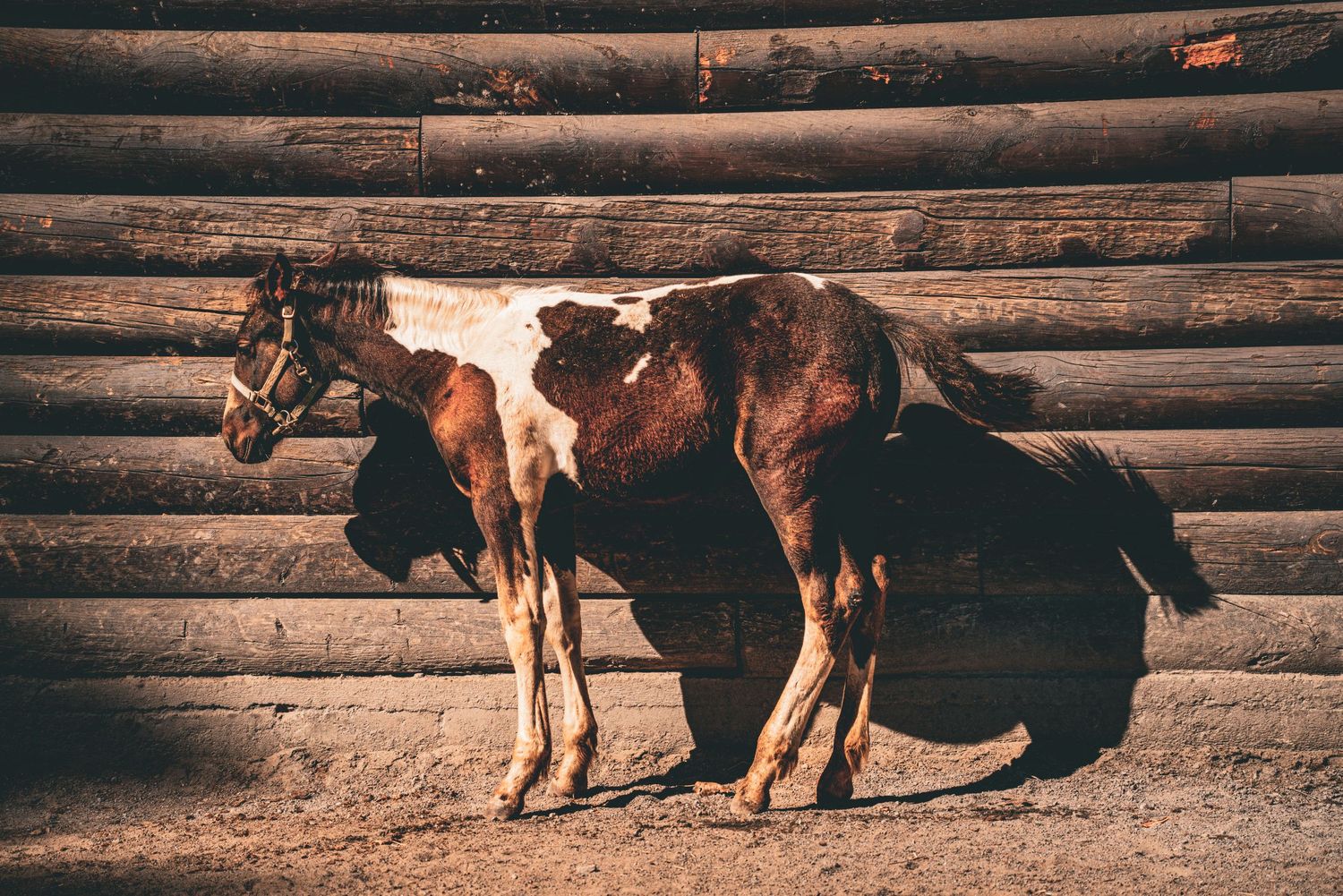 A brown and white paint horse standing against a rustic log wall in a sandy enclosure.
