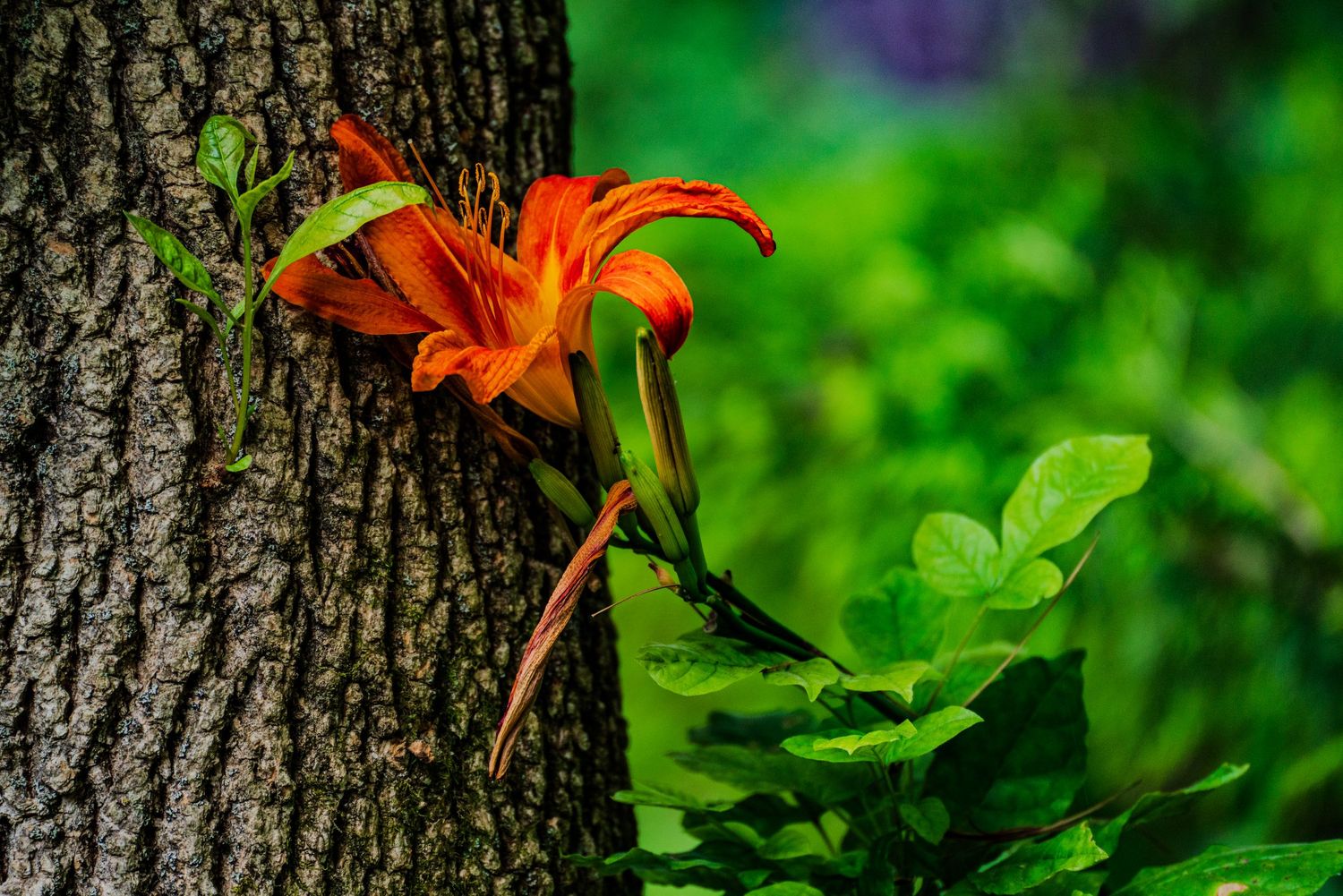 Bright orange day lily blooming against a tree trunk surrounded by lush green foliage.