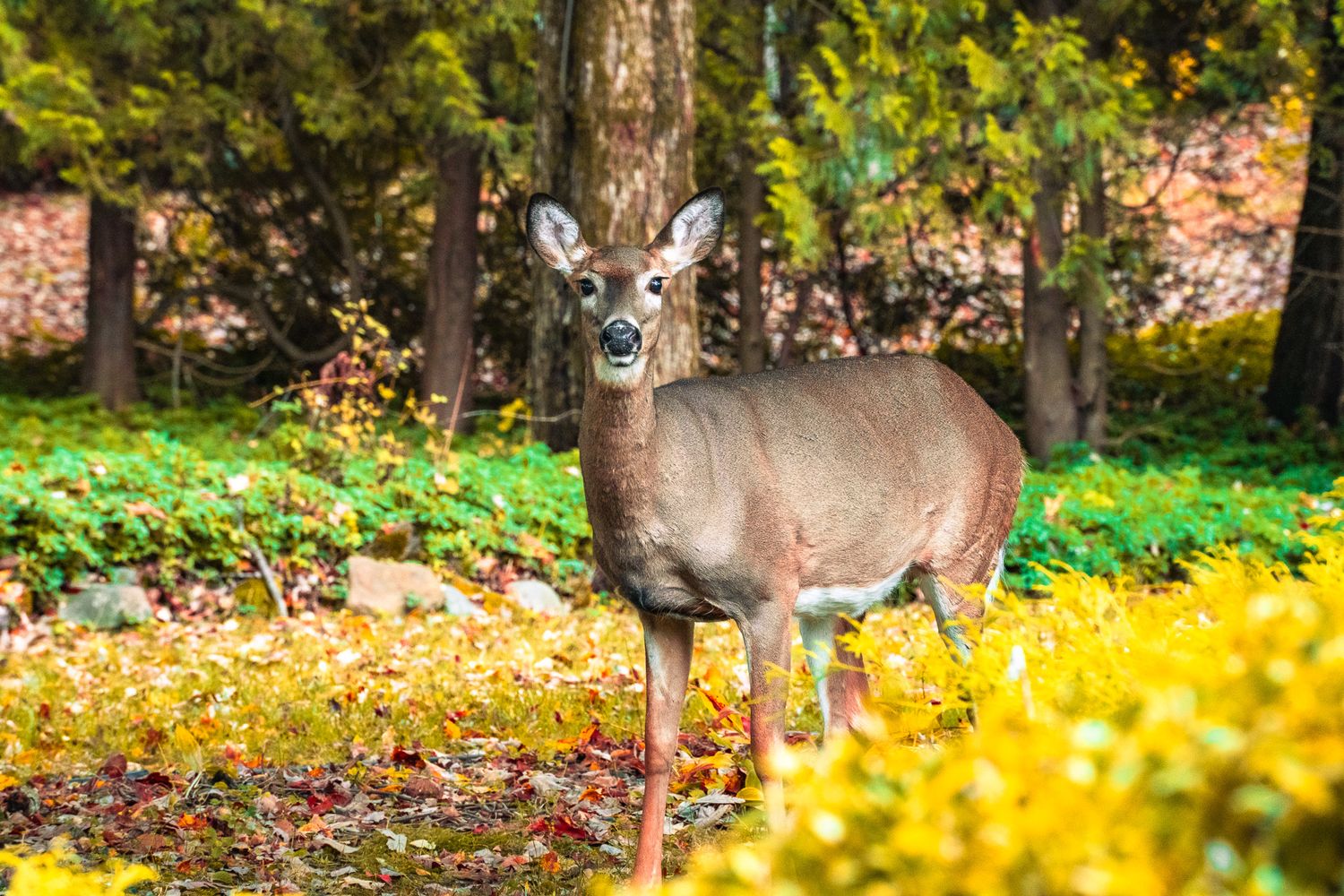 A white-tailed deer stands alert in a colorful autumn forest garden with yellow and green foliage.