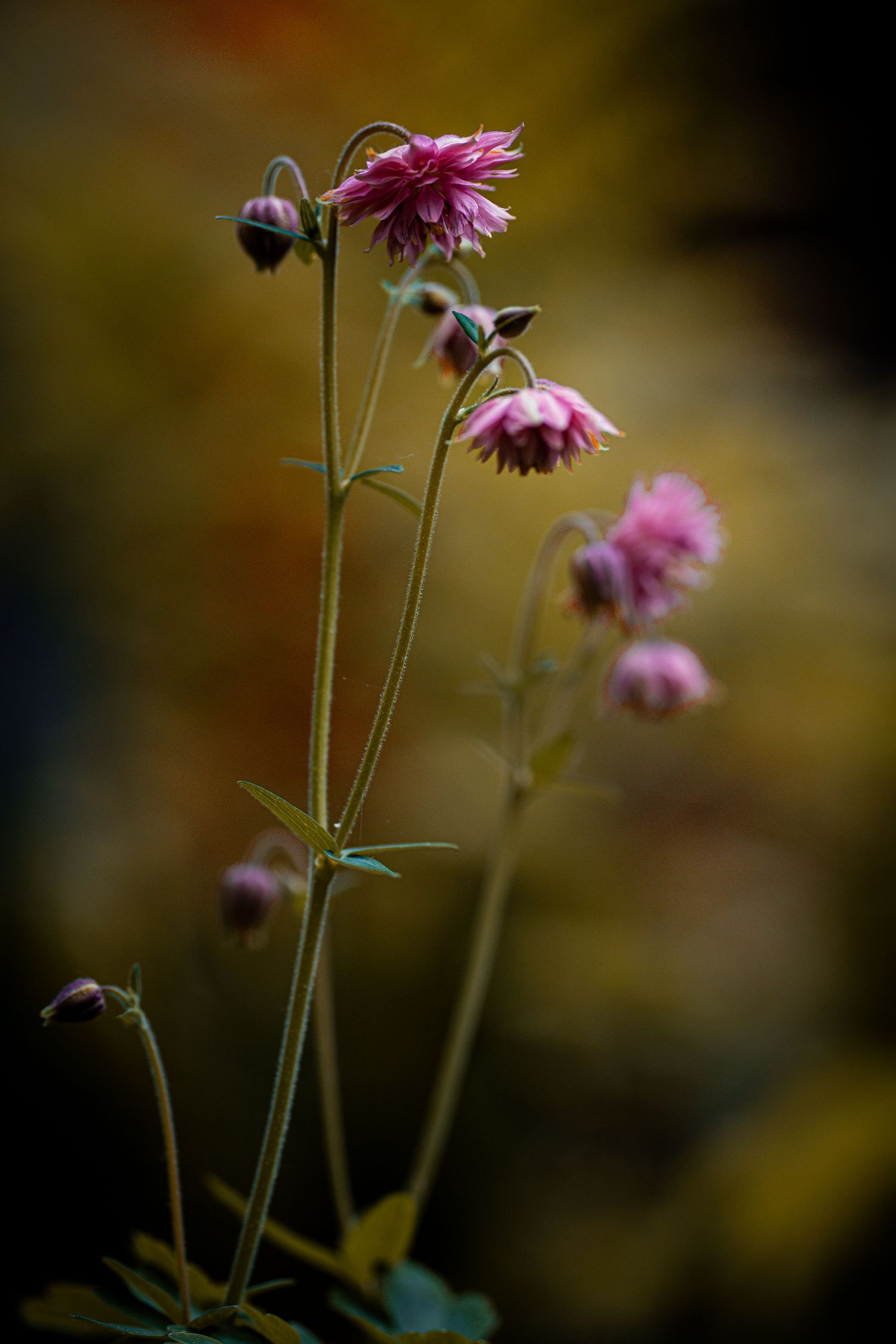 Delicate pink columbine flowers blooming on tall stems against a warm golden bokeh background.