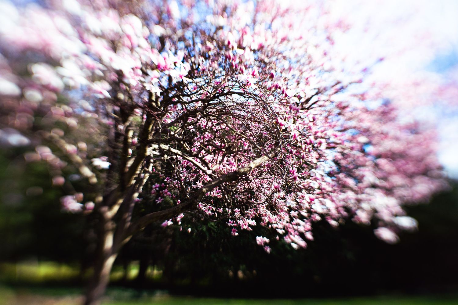 Pink cherry blossom tree captured with radial zoom blur effect in a sunny park.