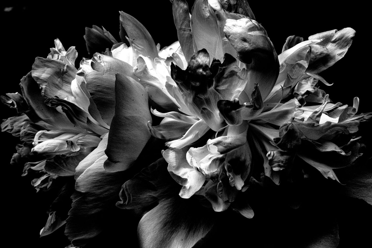 Black and white close-up of blooming flower petals with dramatic contrast and soft textures.