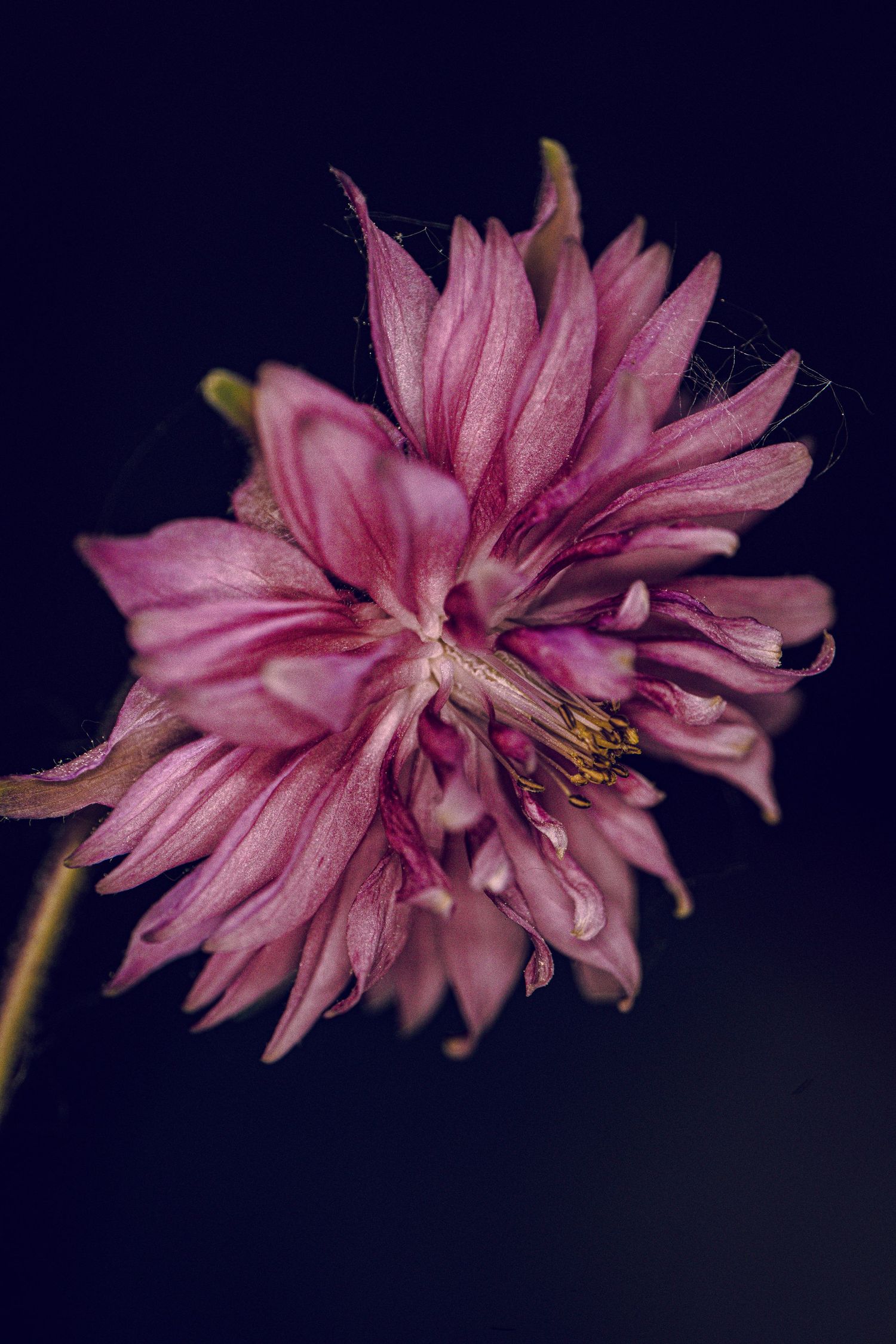 A close-up macro photo of a pink columbine flower against a dark background.