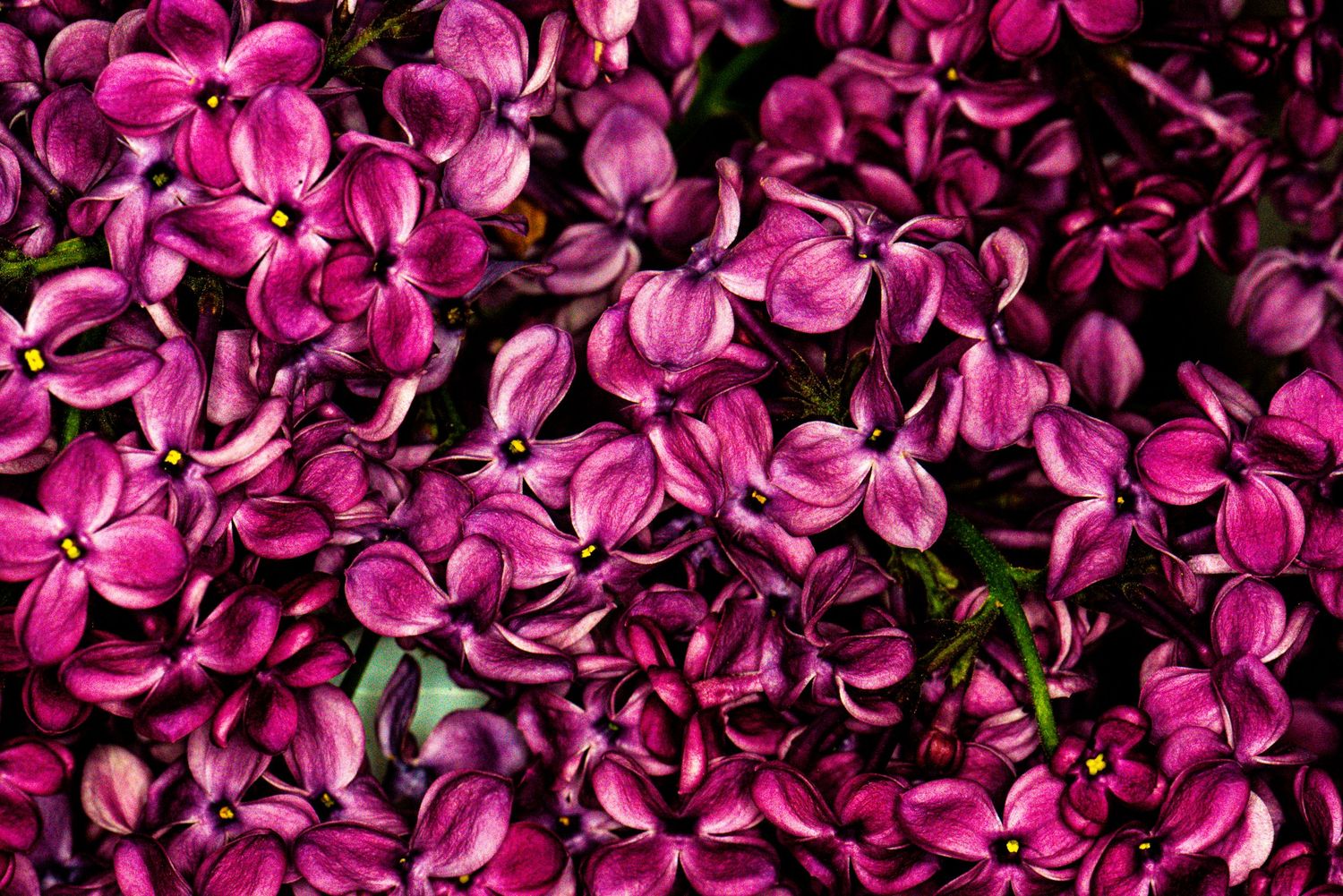 Dense cluster of bright purple lilac flowers in full bloom filling the entire frame.