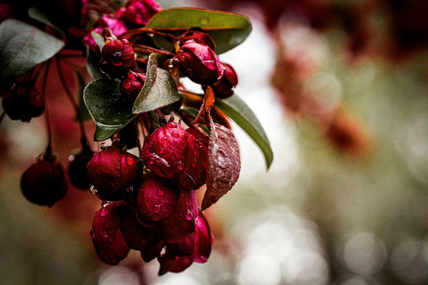 Close-up of wet dark red berries hanging on a branch with green leaves in soft bokeh light.