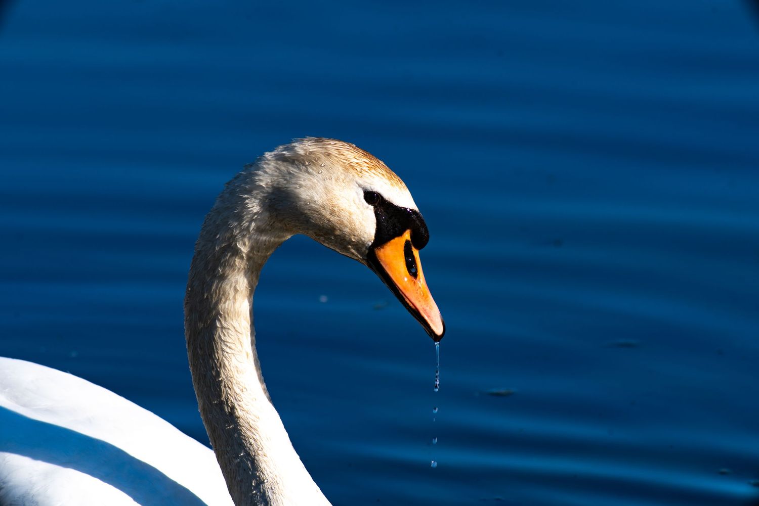 Close-up portrait of a white mute swan with an orange beak dripping water over blue water.