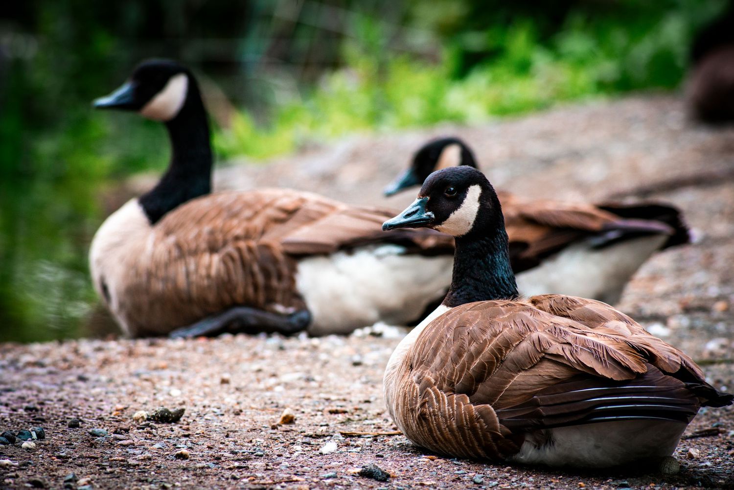 Three Canada geese rest on the ground near a pond surrounded by lush green vegetation.