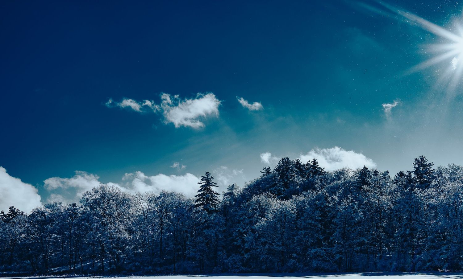 Snow-covered evergreen trees under a vivid blue sky with bright winter sunlight and clouds.
