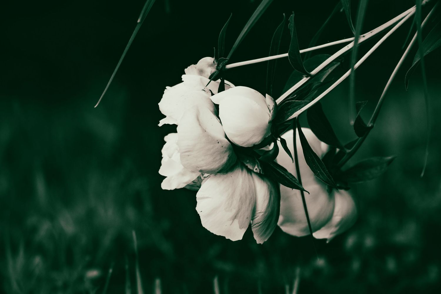 Moody dark toned photo of white peony flowers drooping on stems in a garden setting.