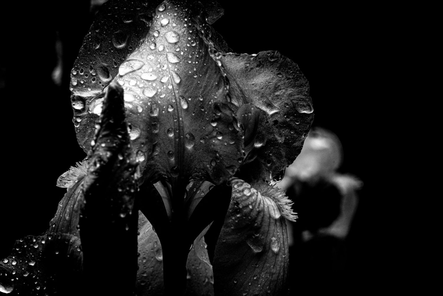 Black and white close-up of a dark iris flower covered in glistening rain droplets.
