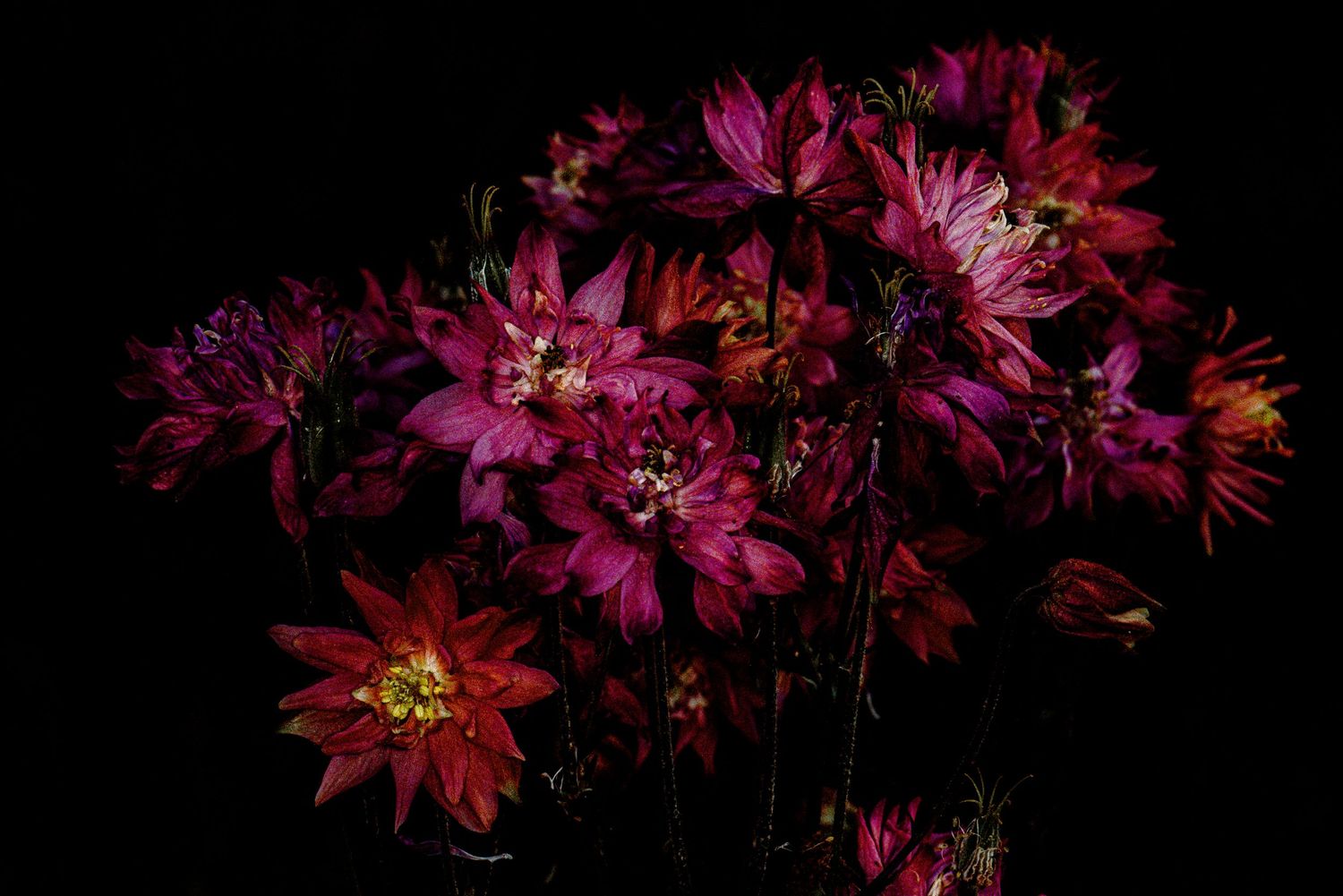 Vibrant bouquet of dark red and pink dahlia flowers dramatically lit against a black background.