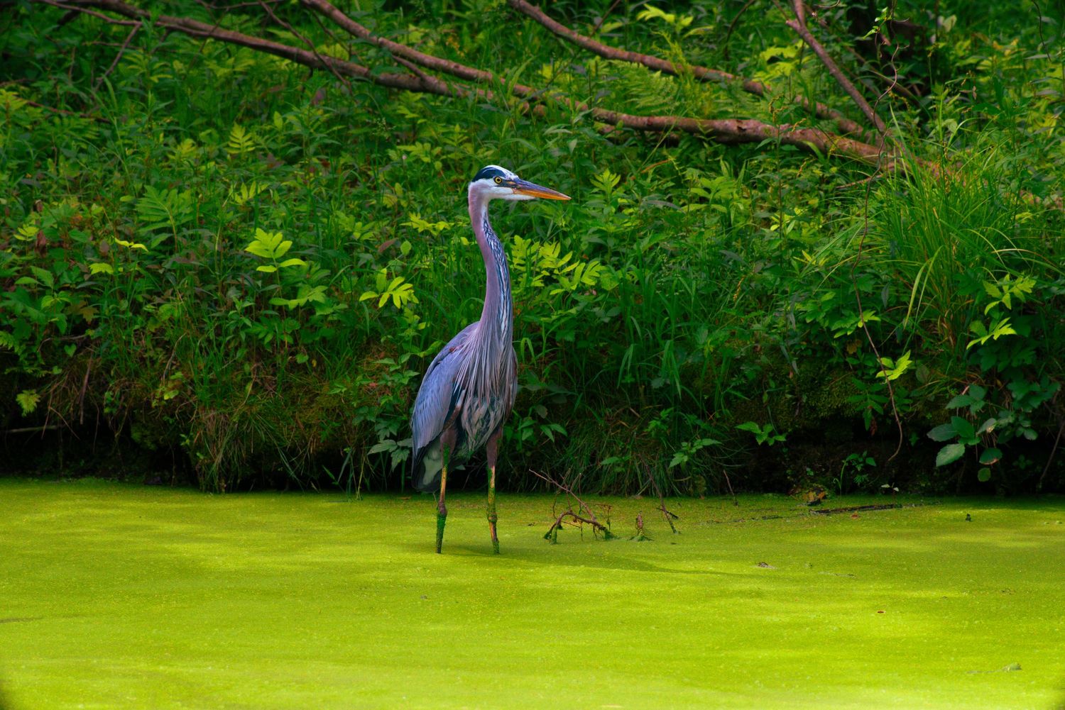 A great blue heron standing in a green algae-covered pond surrounded by lush vegetation.