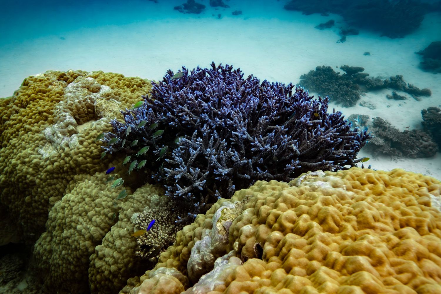 Cinematic underwater photo, in a documentary style, magical underwater photoshoot. Destination Elopement underwater photographer