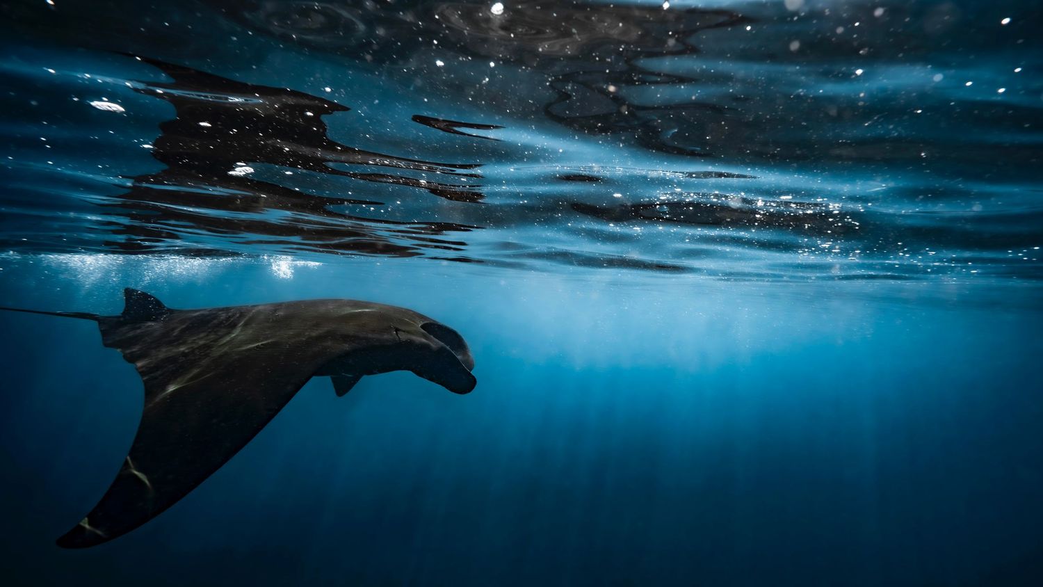 Cinematic underwater photo, in a documentary style, magical underwater photoshoot. Destination Elopement, maternity underwater photographer