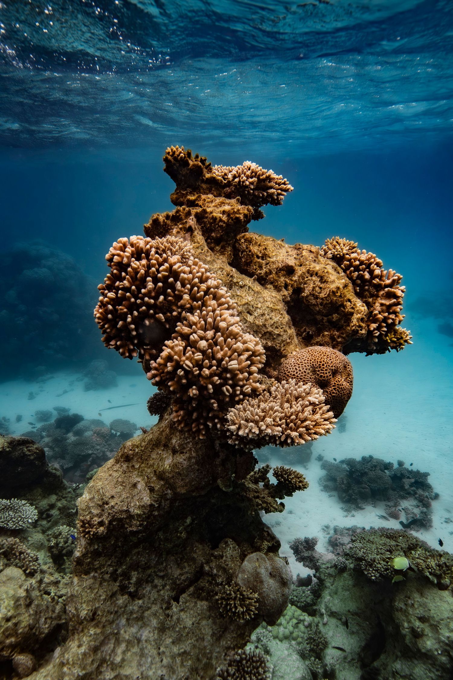 Cinematic underwater photo, in a documentary style, magical underwater photoshoot. Destination Elopement, maternity underwater photographer
