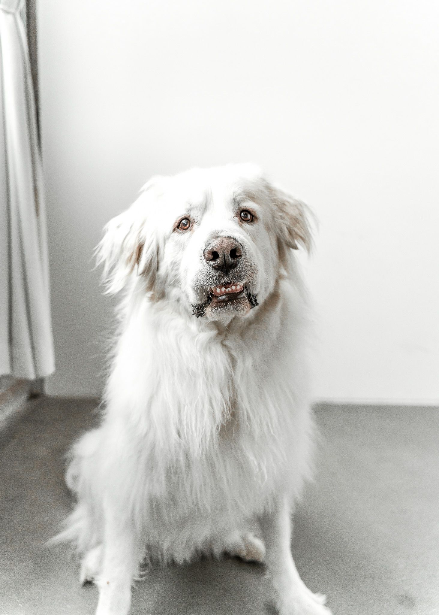 Beautiful white Great Pyrenees dog with fluffy fur sitting against light background in indoor portrait.