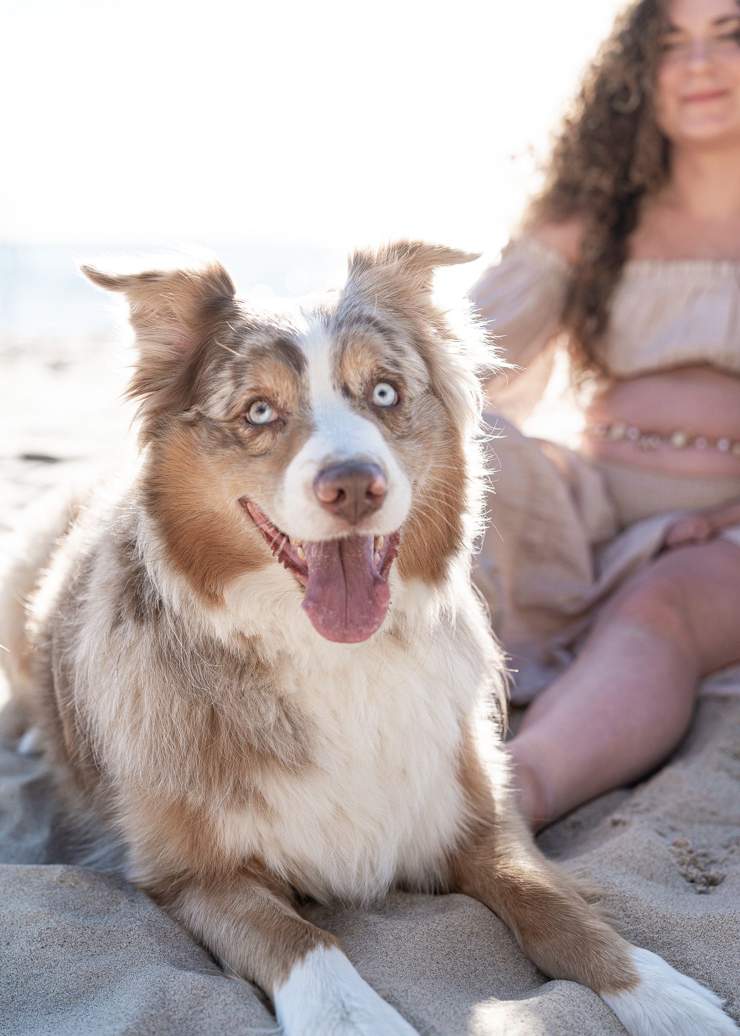 Happy Australian Shepherd dog with distinctive blue and brown eyes sits on sandy beach in warm sunlight.
