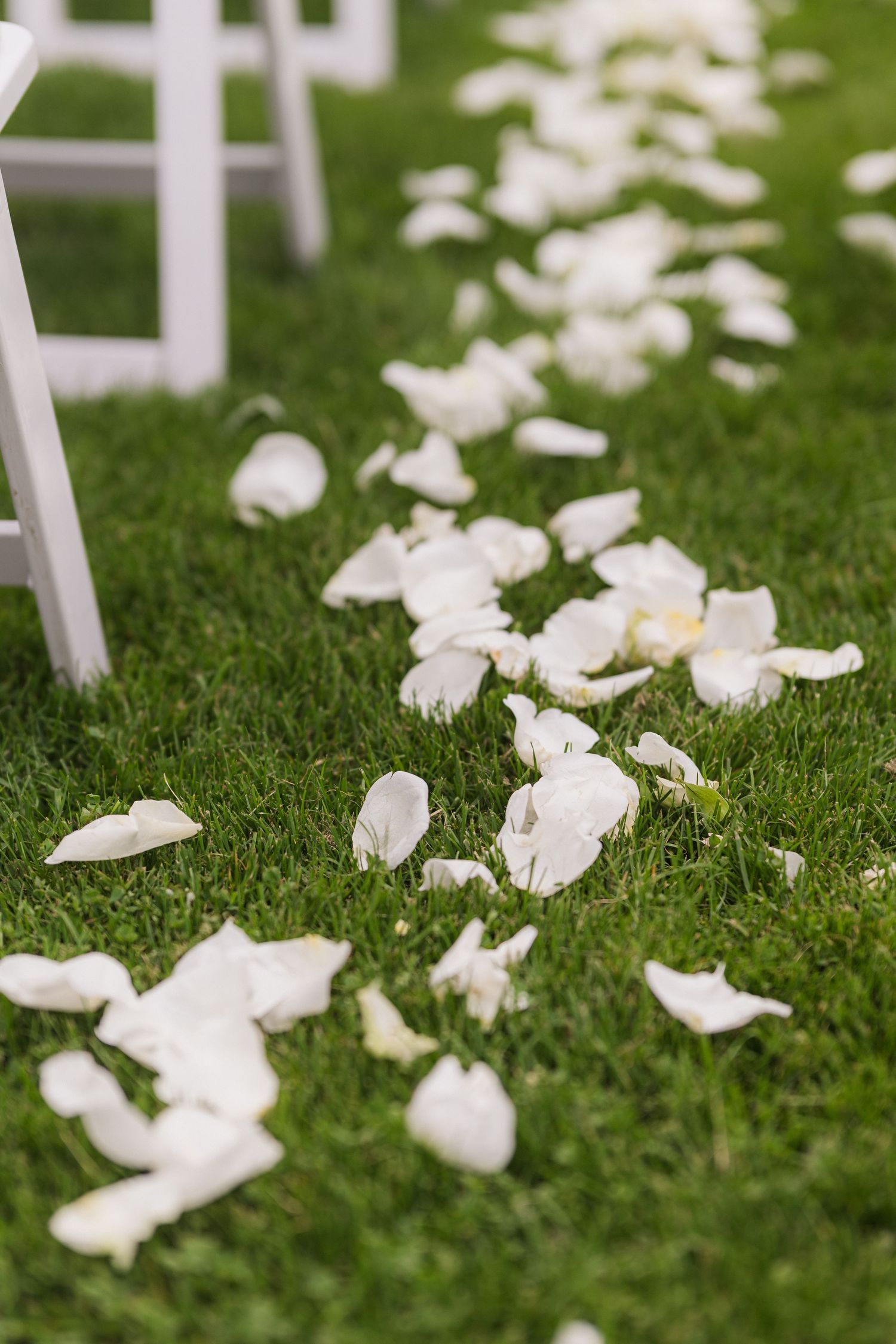 White rose petals scattered on green grass create an elegant wedding aisle.  at shady elms farm pittsburgh pa photography and video