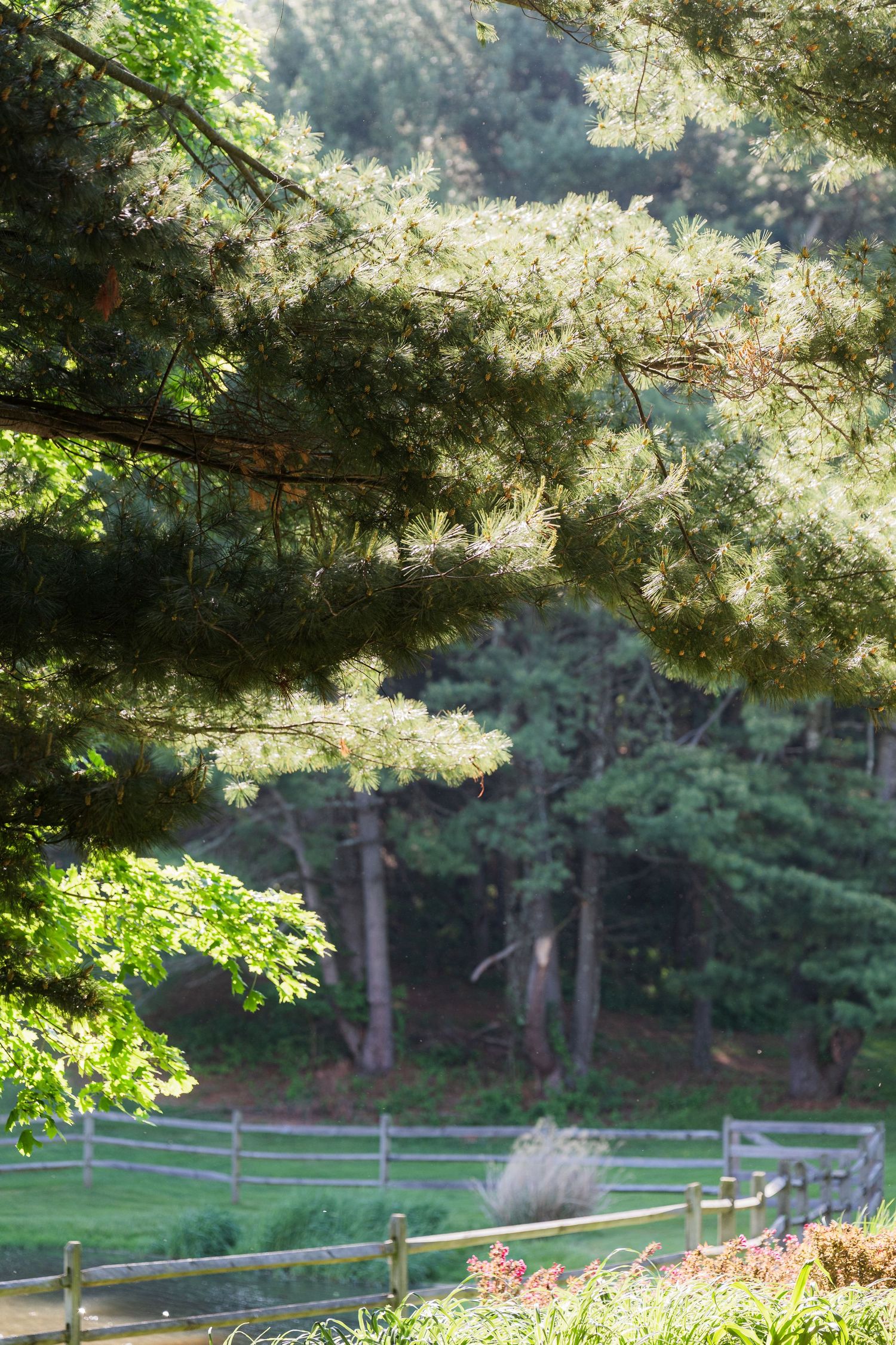 Scenic view of lush green lawn with pine trees and fence in background.  at shady elms farm pittsburgh pa photography and video