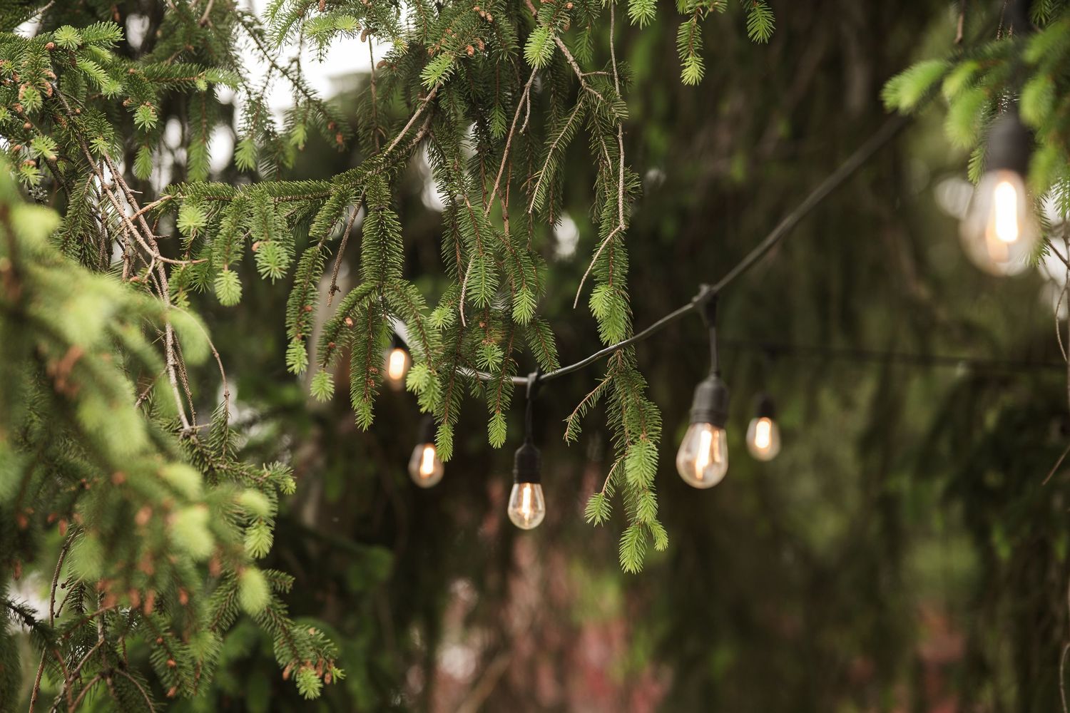 String lights hang delicately from tree branches creating a magical garden ambiance.