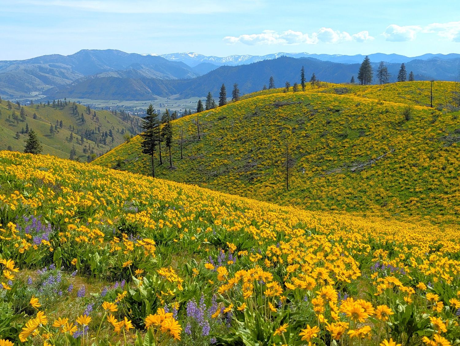 Rolling hills covered in vibrant yellow arrowleaf balsamroot wildflowers with snow-capped mountains in the distance.
