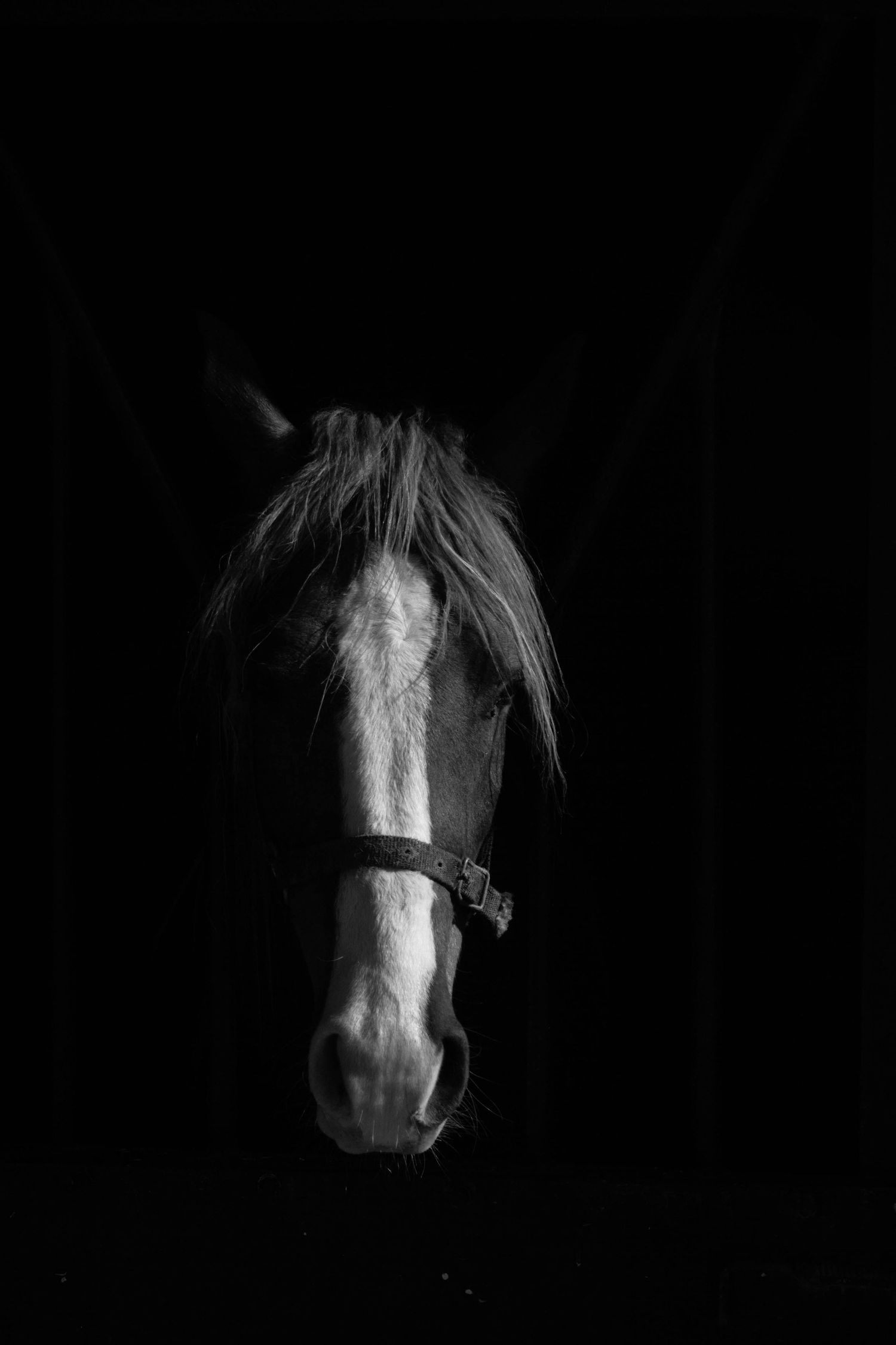 Black and white portrait of a horse wearing a halter, dramatically lit against a dark background.