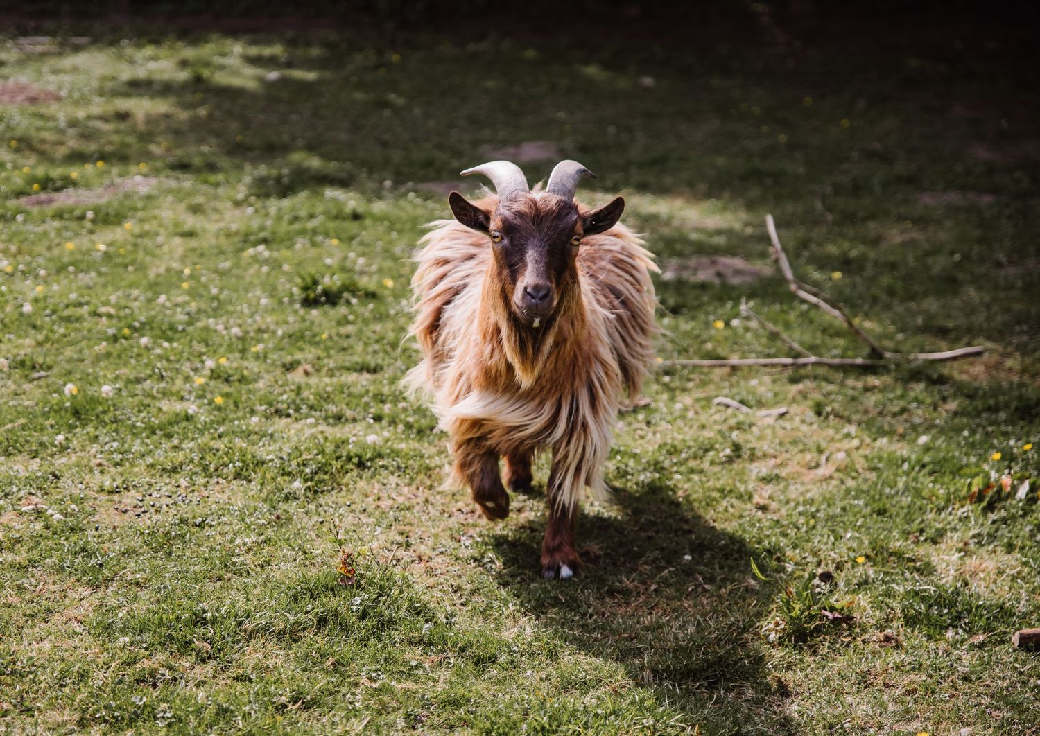 A goat running and playing on green grass at the Gaggle of Geese near Dorchester Dorset. Tipi wedding venue. Relaxed Dorset Wedding photogra