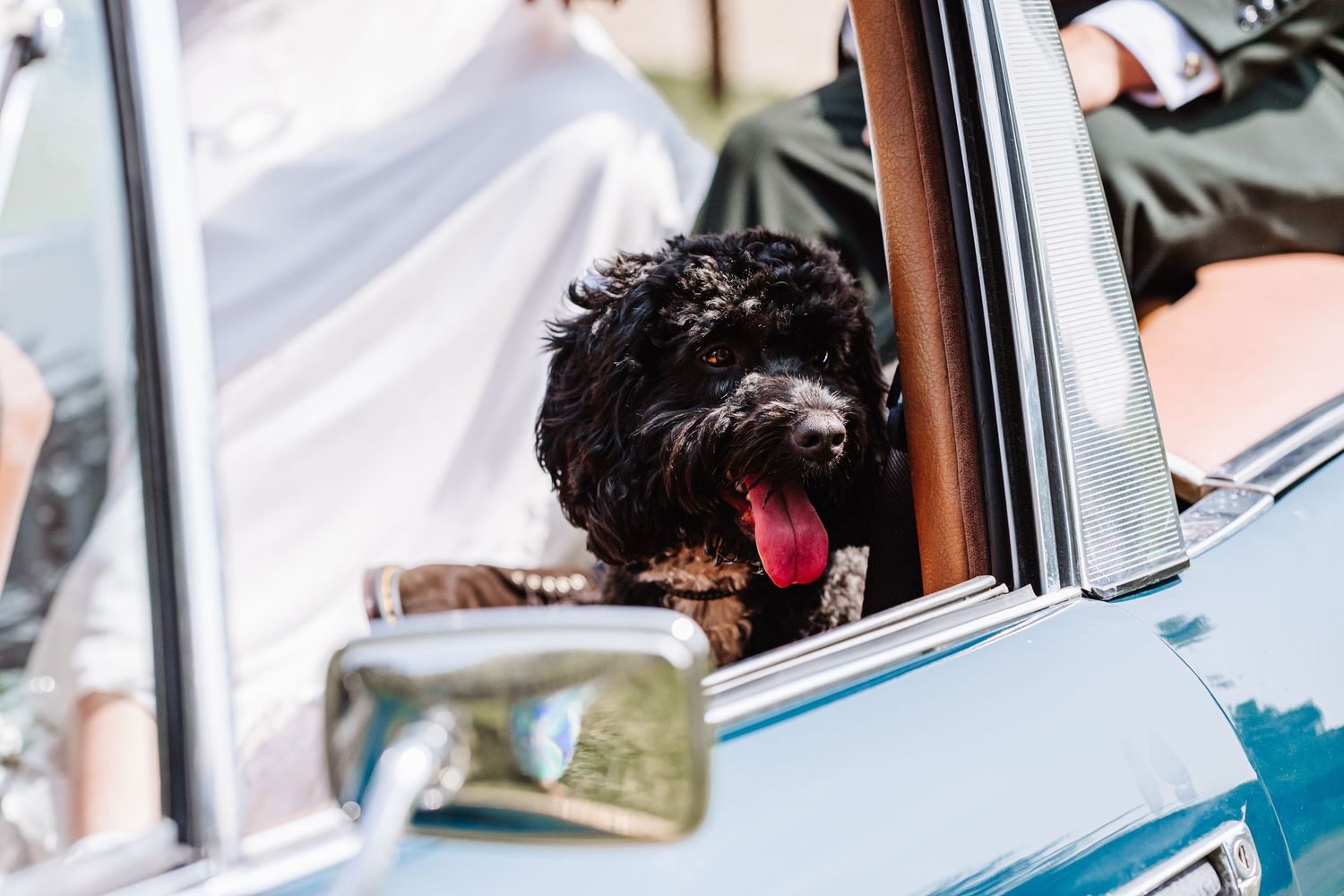 Dog in wedding car at Dorset wedding. Dorset Candid wedding photographer
