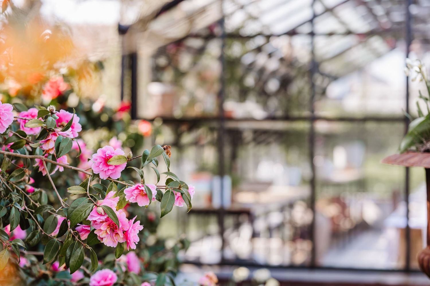 Floral-decorated reception table inside a sunlit glass greenhouse venue. The Cornish Place wedding venue. Unusual wedding venues, Cornwall