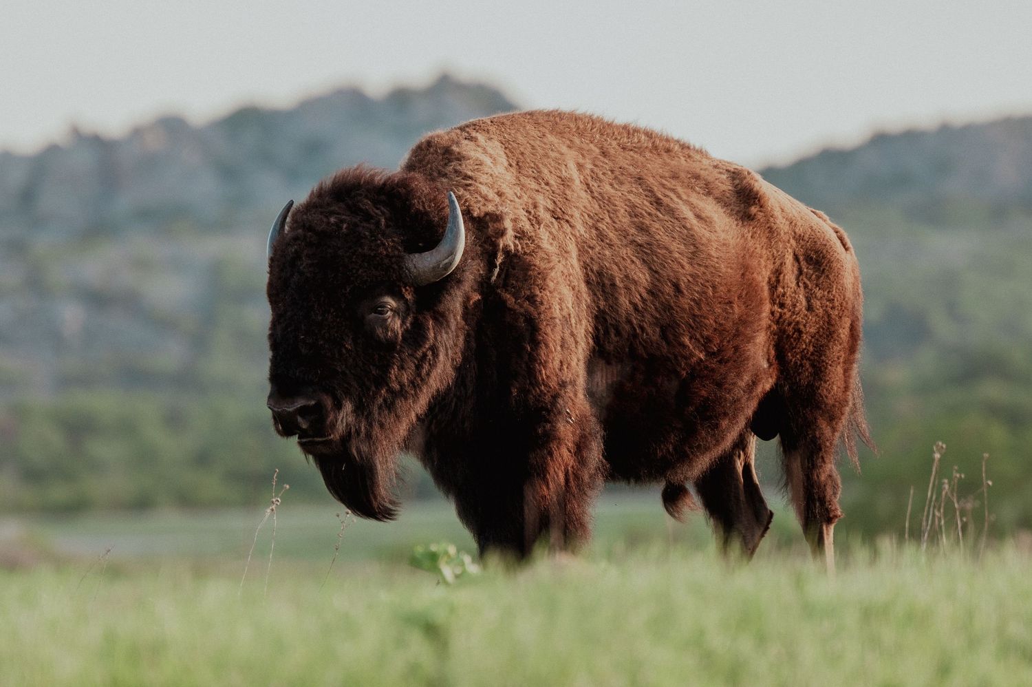 bison photo, bison print, buffalo photo, buffalo print