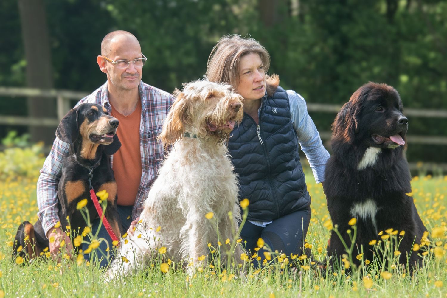 Couple posing with three dogs including a Gordon Setter, Spinone Italiano, and Newfoundland in a flower meadow.