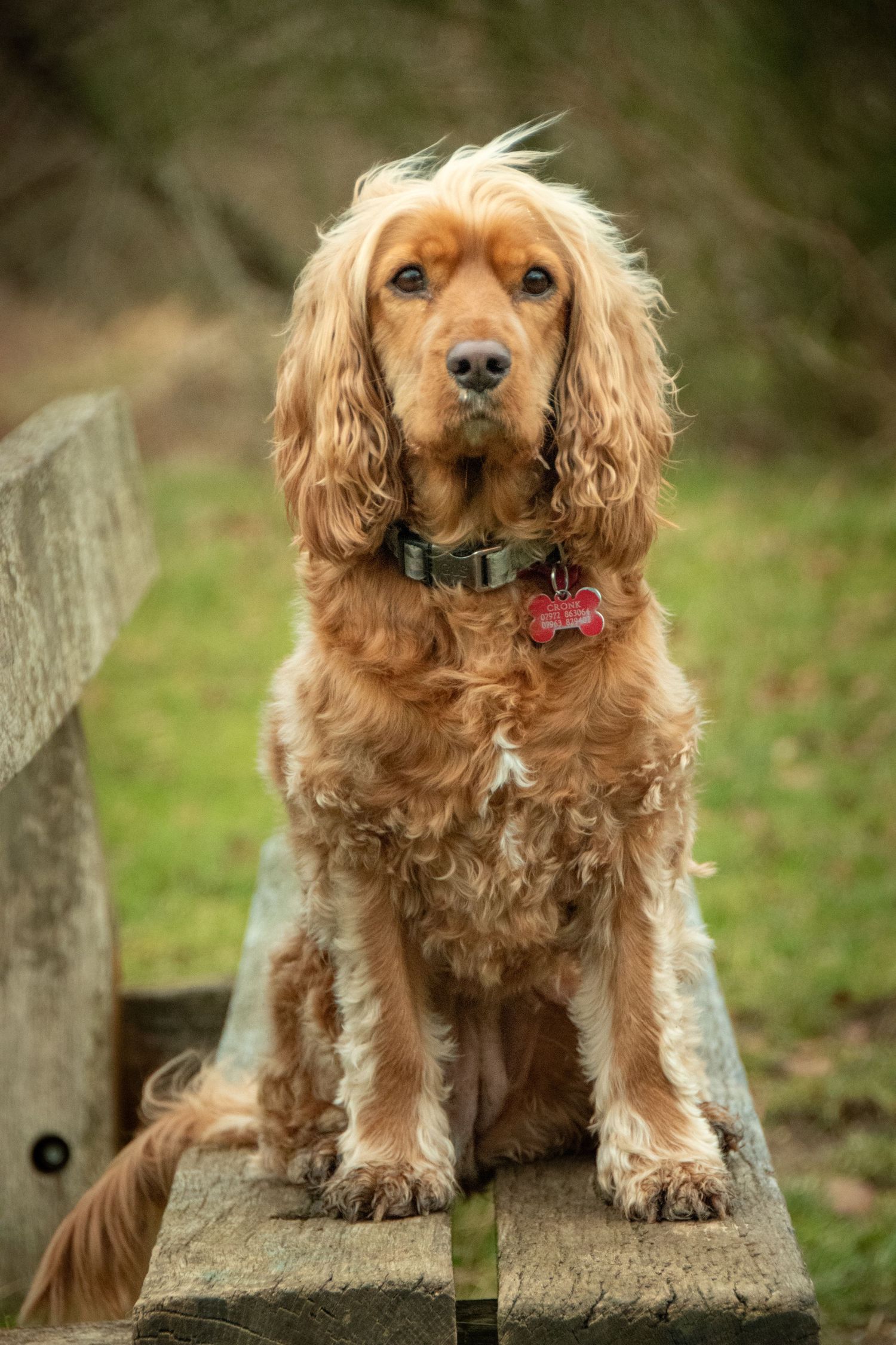 A golden Cocker Spaniel with a red tag collar sits on a wooden bench outdoors.