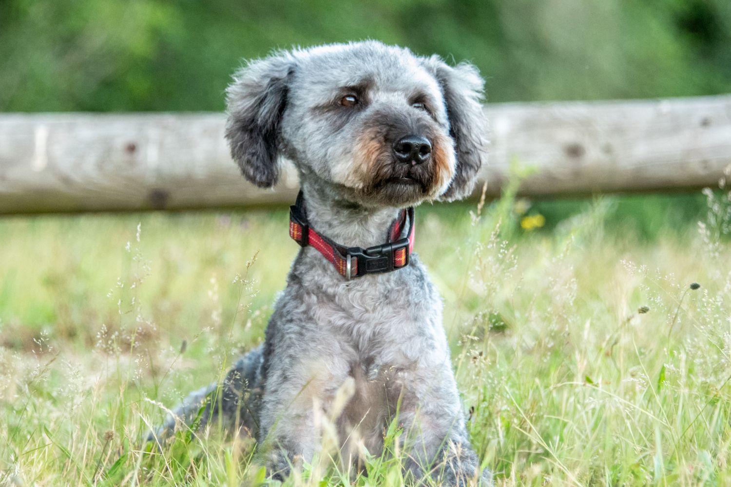 A fluffy gray dog wearing a red collar sits attentively in green grass outdoors.