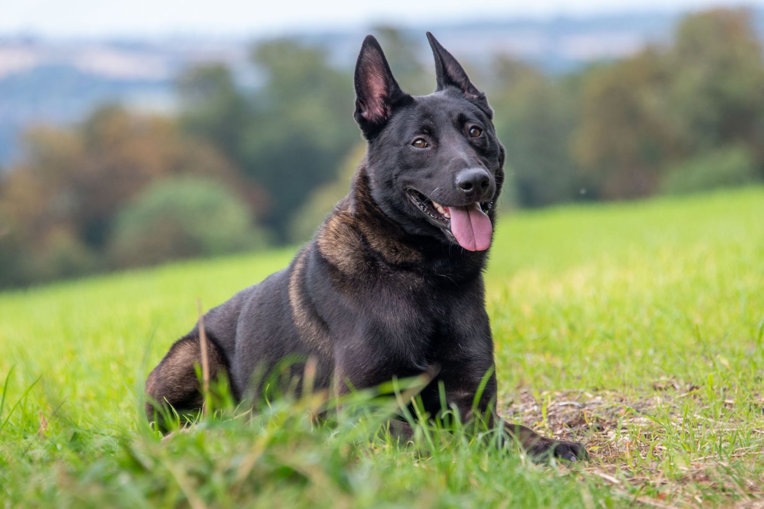 Black German Shepherd dog lying on green grass with tongue out in scenic countryside.