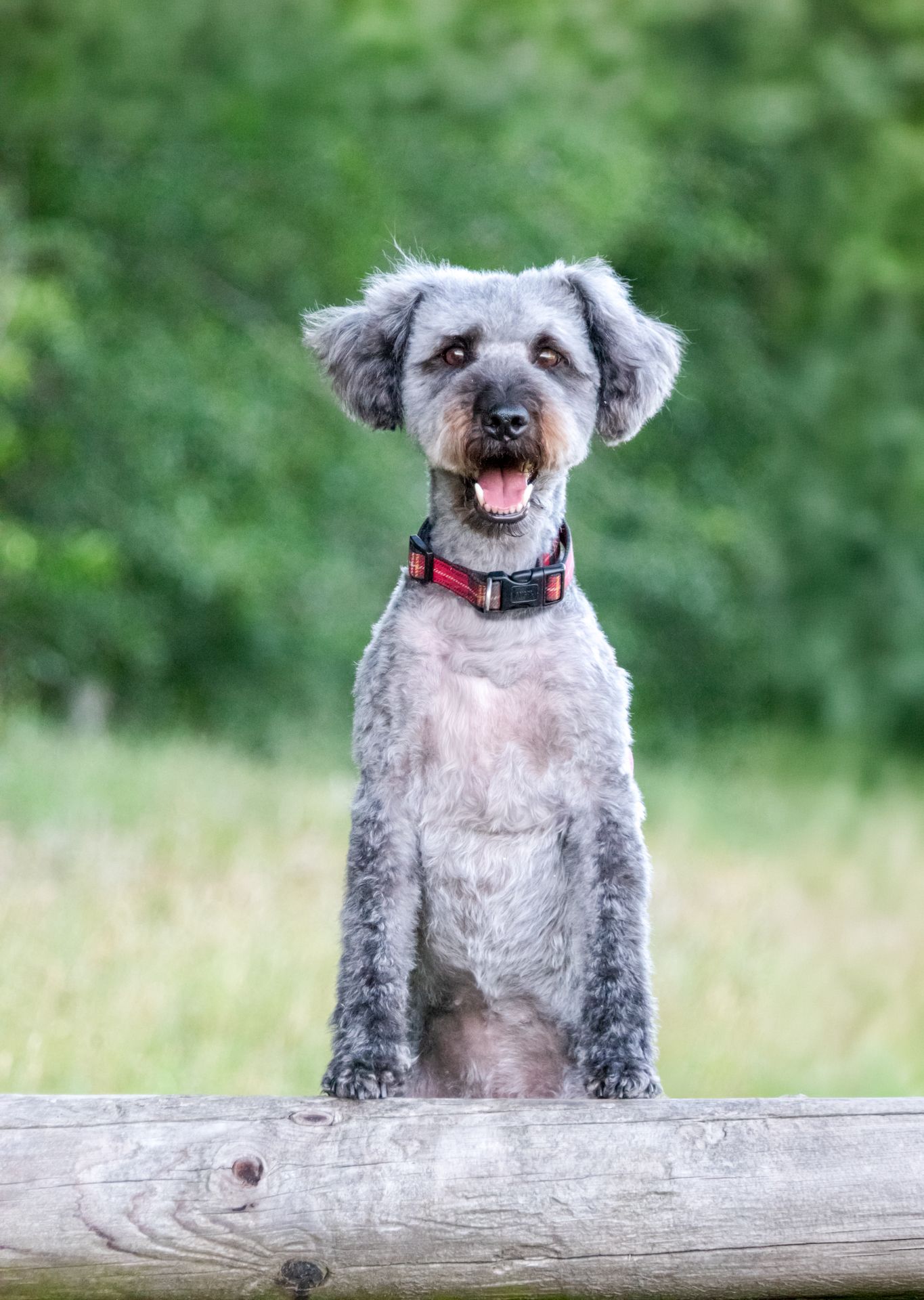 A happy grey schnoodle dog sitting on a wooden beam outdoors, wearing a red collar, with green foliage background.
