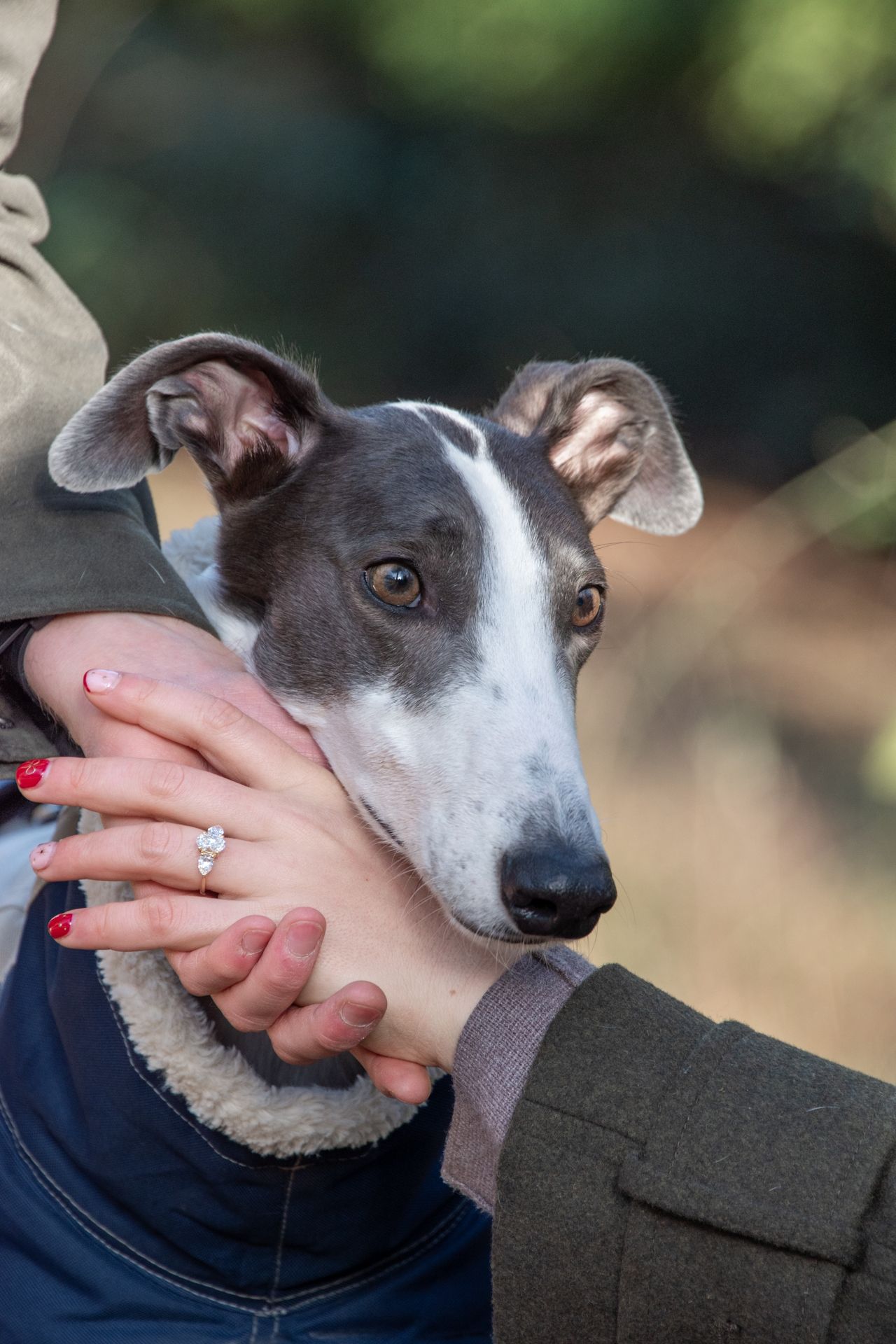 Close-up of a grey and white whippet dog being held by an engaged couple, with a diamond ring visible.