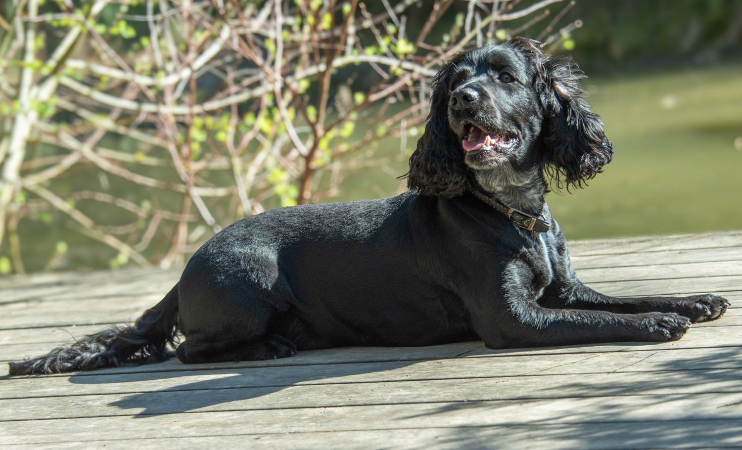 A black Cocker Spaniel lies on a wooden deck outdoors, smiling in warm sunlight.