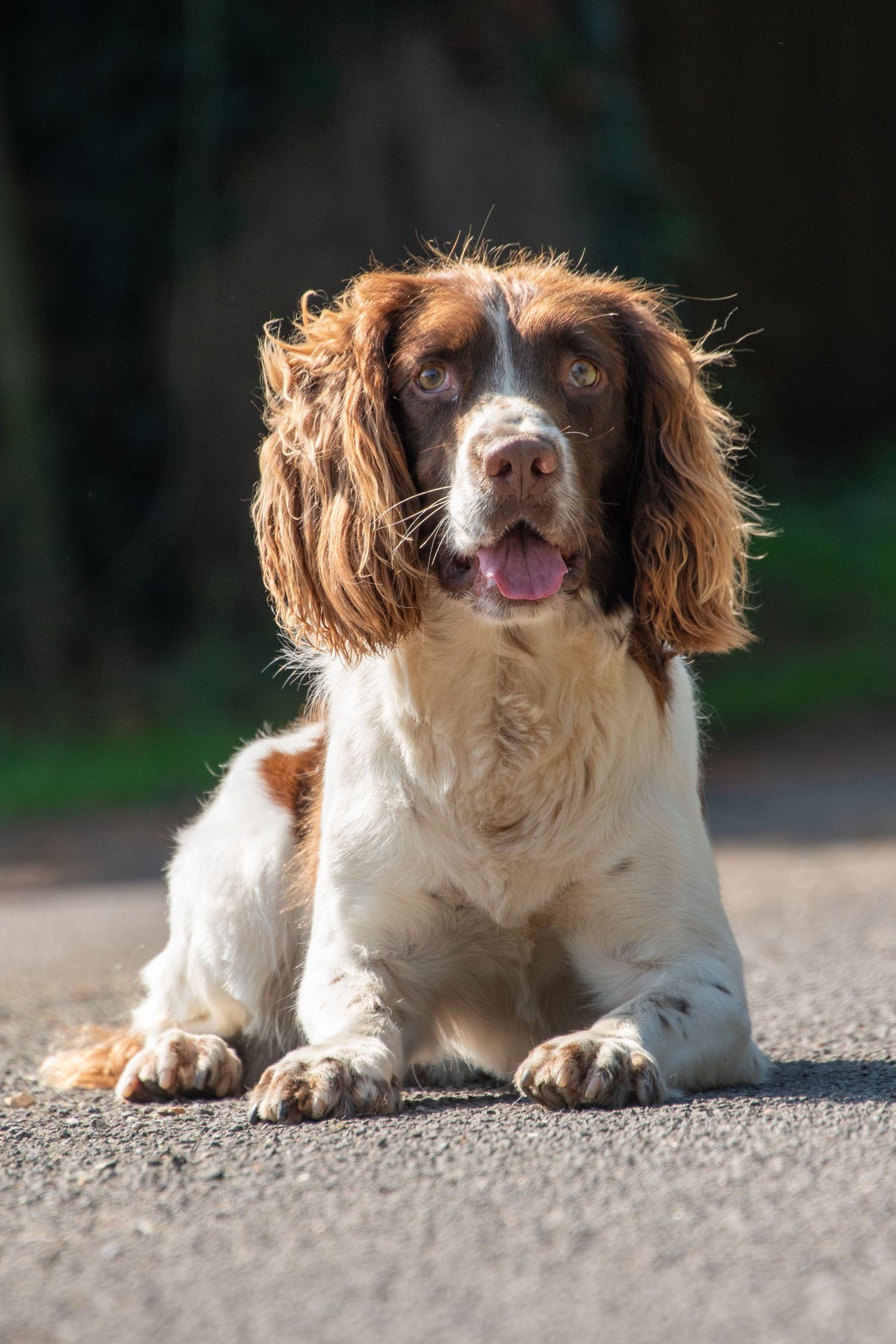 English Springer Spaniel dog with brown and white markings lying on pavement with mouth open.