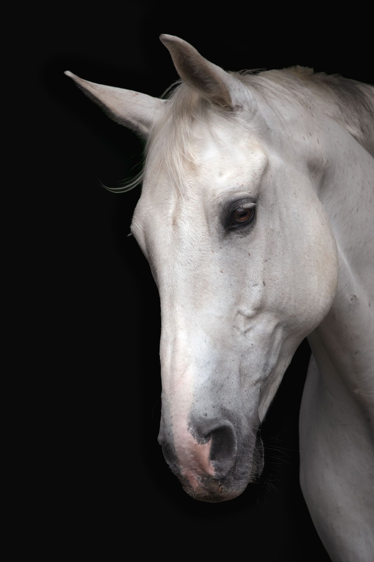 Close-up portrait of a white horse against a black background.