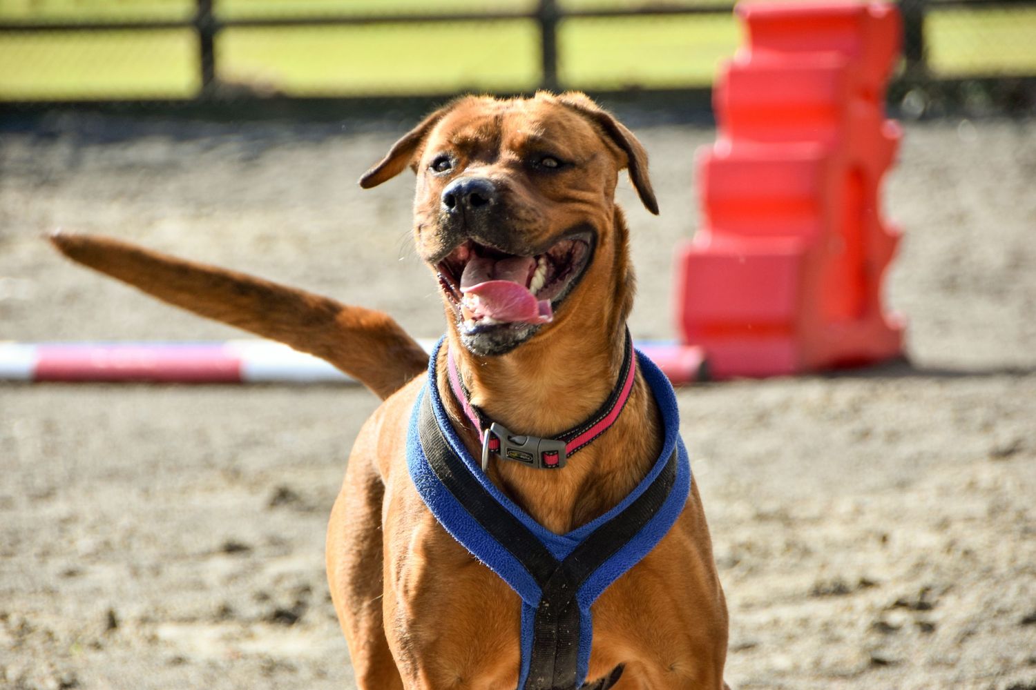 A happy brown Staffordshire Bull Terrier wearing a blue harness plays outdoors on a sunny day.