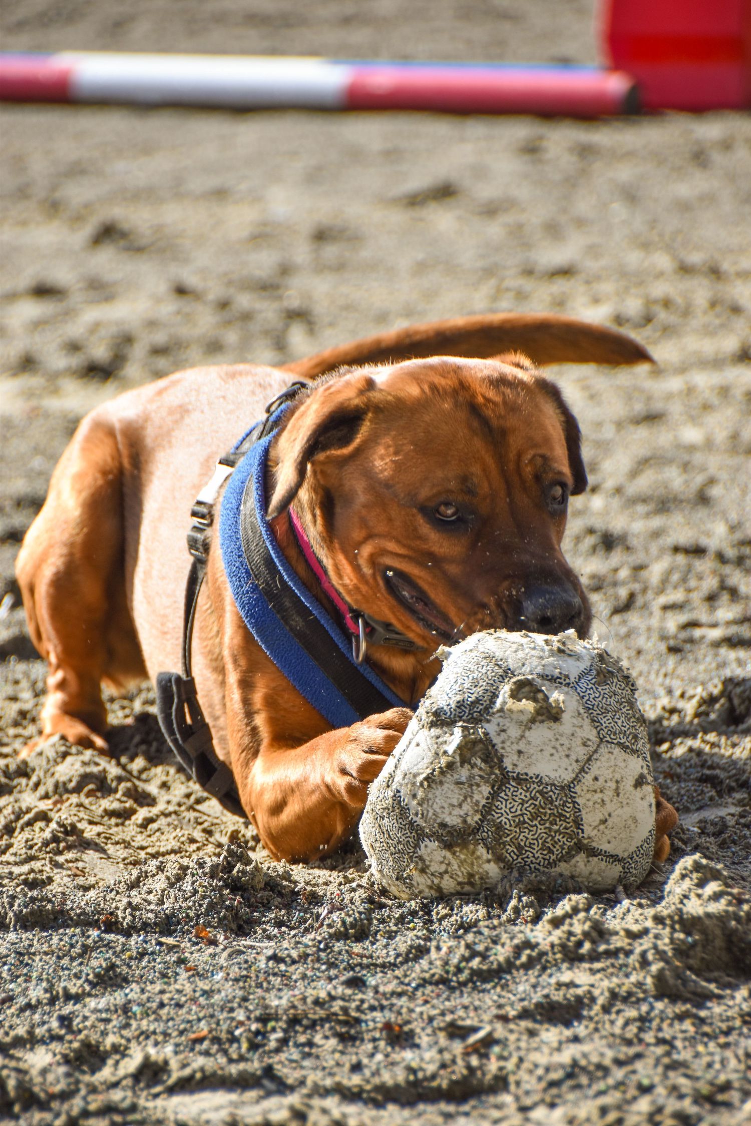 Brown Rhodesian Ridgeback puppy in blue harness gnawing on dirty soccer ball in sand.