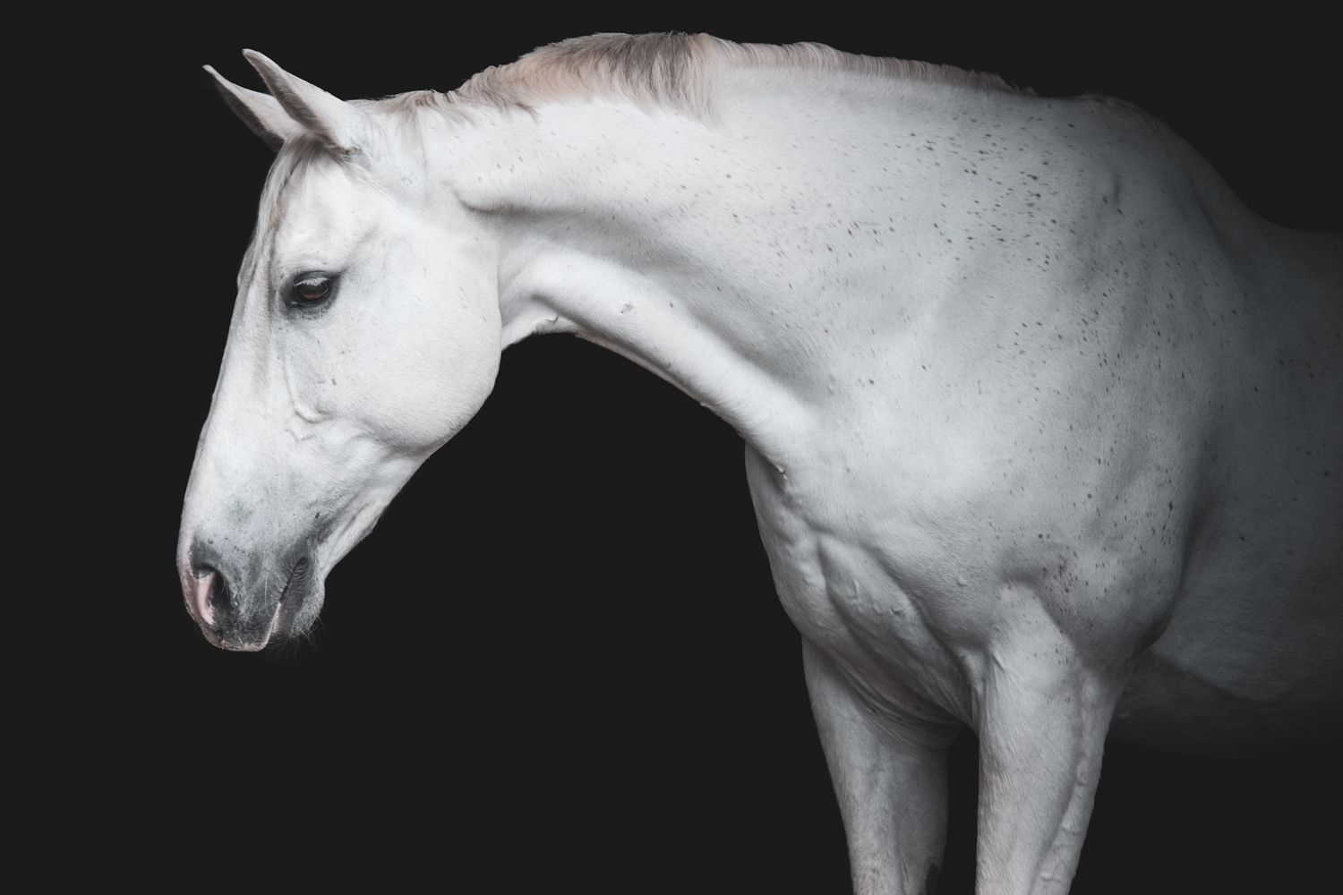 Elegant white horse portrait with head turned against dark black background.