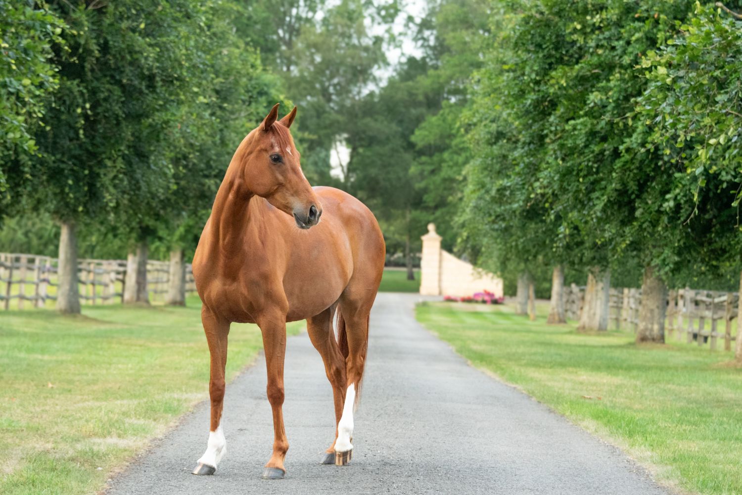 A chestnut horse with white markings walks along a tree-lined driveway on a lush green estate.