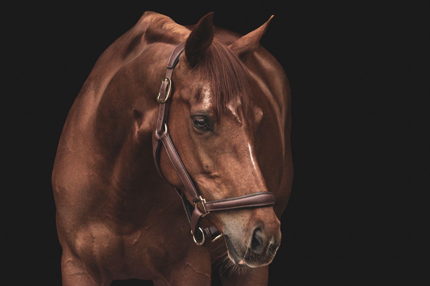 A chestnut brown horse wearing a leather halter poses against a dark black background in a studio portrait.