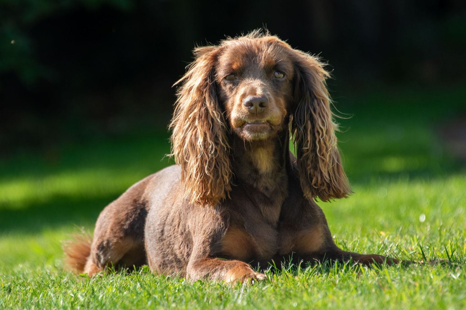 Brown Cocker Spaniel dog with long floppy ears lying on green grass in sunny outdoor setting.